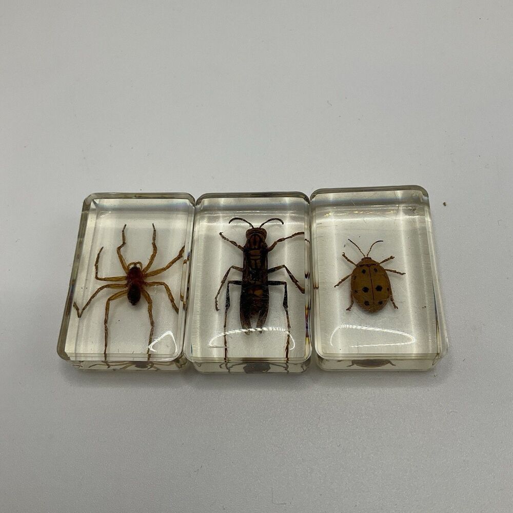 Lot of 3 Real Insect Specimens in Clear Resin Spider Beetle Ladybug Oddity